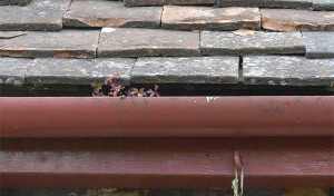 Traditional slate roof with plastic gutters and foliage growing out