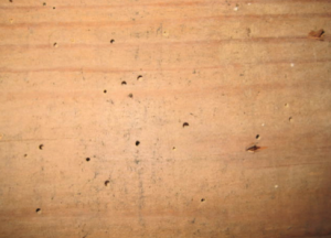 Evidence of historic woodworm which is no longer active and does not require treating.