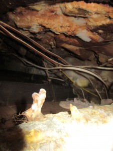 Dry Rot East Molesey